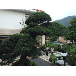 廣州市施工隊(duì)產(chǎn)業(yè)鏈 批發(fā)、供應(yīng)與廠家的園林綠化工程全景解析