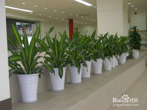 深圳花木租擺與園林綠化 從施工到養(yǎng)護(hù)的全程解析