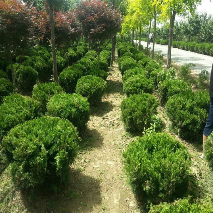 萬青園林 專業(yè)龍柏苗木基地，為綠化工程注入常青活力